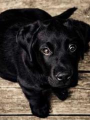 lt;Guide to Seducing