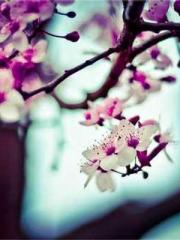 Shen Ning Ran Bao Ji Shen Ning Ran Bao Ji