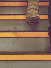 The Favorite Concubi