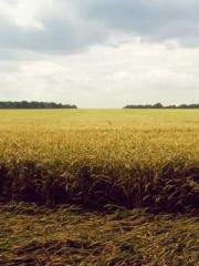 Eternal Sword Ancest